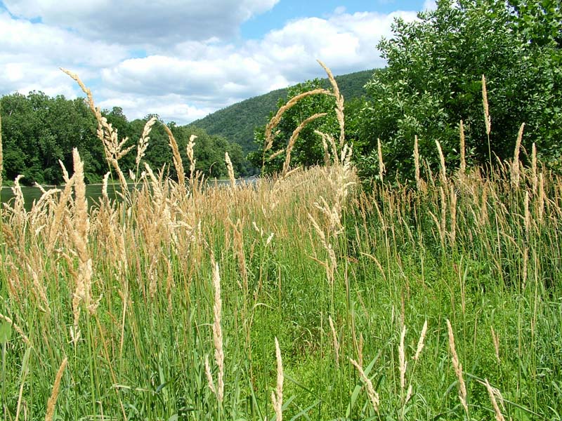 Reed Canary-grass Floodplain Grassland